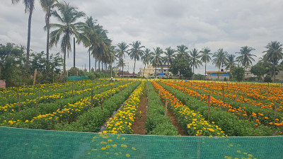 8 Acres Outright in Vijapura, Devanahalli