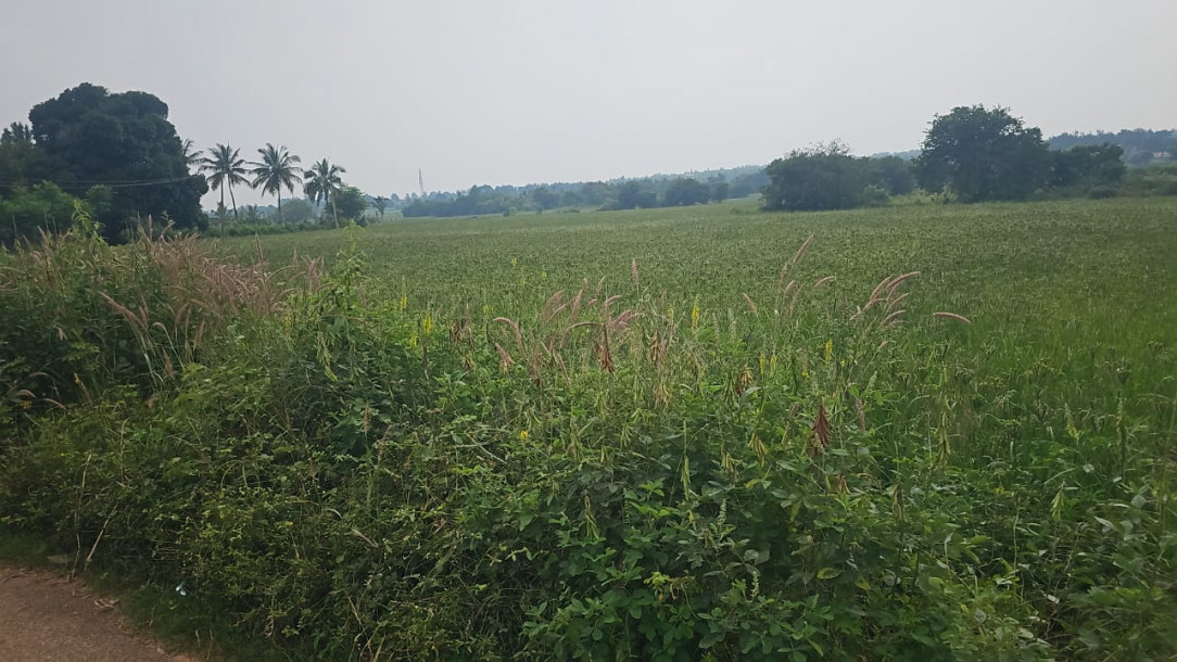 100 Acres Malur to Thornahalli Outright Property-1